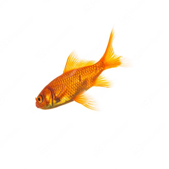 Goldfisch (Carassius auratus)  : Stock Photo or Stock Video Download rcfotostock photos, images and assets rcfotostock | RC Photo Stock.: