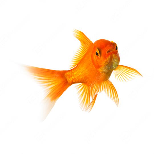 Goldfisch schwimmt  : Stock Photo or Stock Video Download rcfotostock photos, images and assets rcfotostock | RC Photo Stock.: