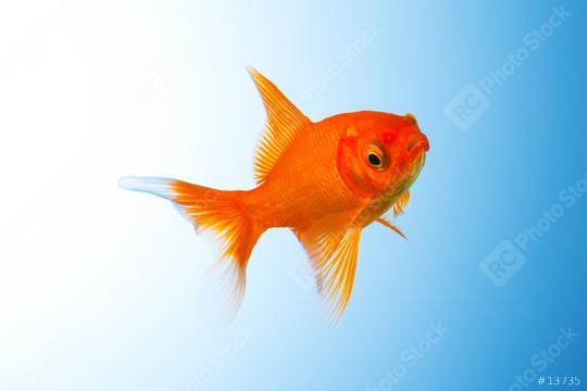 Goldfisch unterwasser  : Stock Photo or Stock Video Download rcfotostock photos, images and assets rcfotostock | RC Photo Stock.: