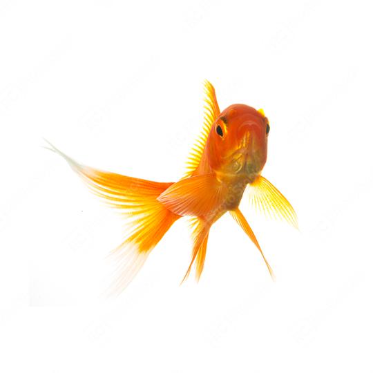 Goldfish  : Stock Photo or Stock Video Download rcfotostock photos, images and assets rcfotostock | RC Photo Stock.: