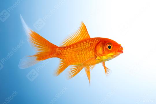Goldfish breeding  : Stock Photo or Stock Video Download rcfotostock photos, images and assets rcfotostock | RC Photo Stock.: