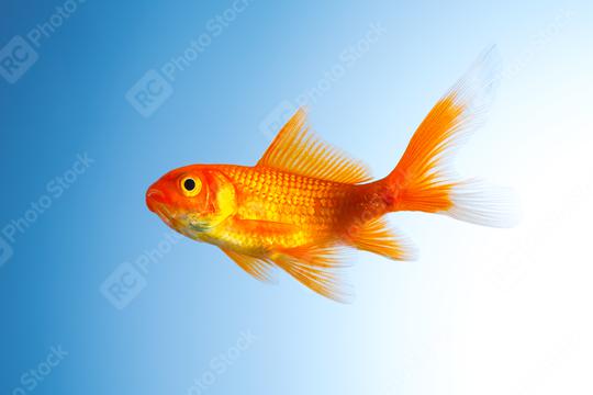 Goldfish (Carassius auratus)  : Stock Photo or Stock Video Download rcfotostock photos, images and assets rcfotostock | RC Photo Stock.: