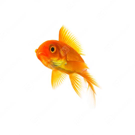 Goldfish Carassius auratus  : Stock Photo or Stock Video Download rcfotostock photos, images and assets rcfotostock | RC Photo Stock.:
