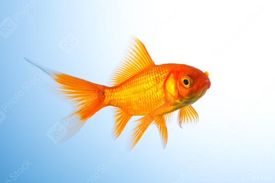 Goldfish (Carassius auratus) underwater  : Stock Photo or Stock Video Download rcfotostock photos, images and assets rcfotostock | RC Photo Stock.: