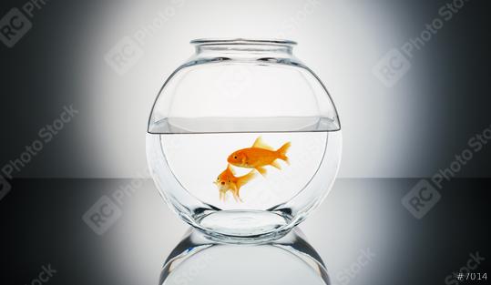 Goldfish couple in a fishbowl  : Stock Photo or Stock Video Download rcfotostock photos, images and assets rcfotostock | RC-Photo-Stock.: