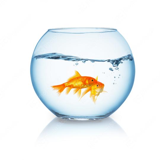 goldfish couple in a wavy fishbowl  : Stock Photo or Stock Video Download rcfotostock photos, images and assets rcfotostock | RC Photo Stock.: