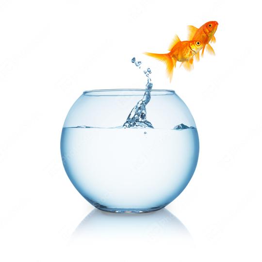 Goldfish couple jumps out of a fishbowl  : Stock Photo or Stock Video Download rcfotostock photos, images and assets rcfotostock | RC Photo Stock.: