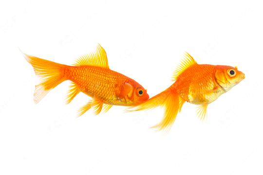 goldfish couple on white   : Stock Photo or Stock Video Download rcfotostock photos, images and assets rcfotostock | RC Photo Stock.: