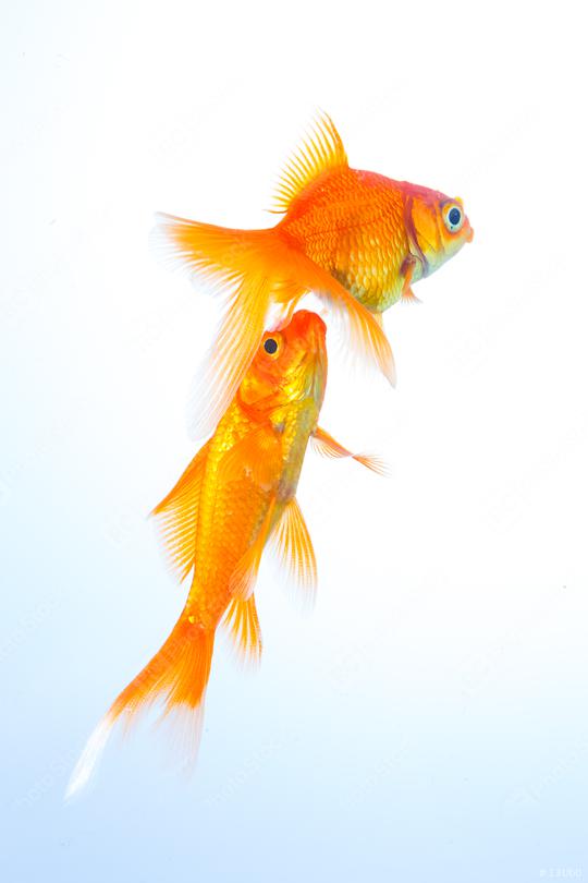 goldfish couple swims   : Stock Photo or Stock Video Download rcfotostock photos, images and assets rcfotostock | RC Photo Stock.: