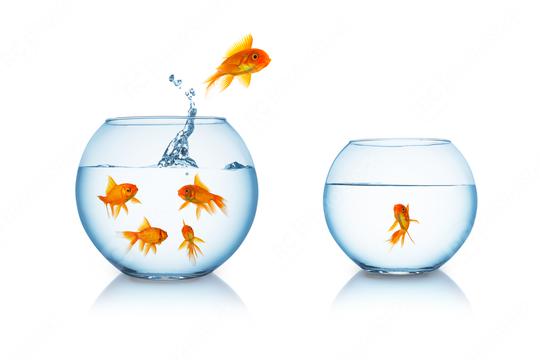 goldfish escapes in a fishbowl  : Stock Photo or Stock Video Download rcfotostock photos, images and assets rcfotostock | RC-Photo-Stock.: