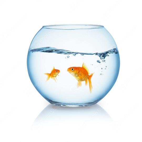 goldfish family in a fishbowl  : Stock Photo or Stock Video Download rcfotostock photos, images and assets rcfotostock | RC Photo Stock.: