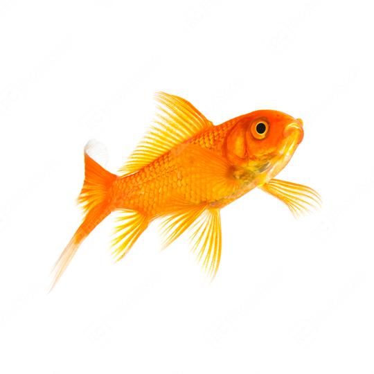 Goldfish float in water  : Stock Photo or Stock Video Download rcfotostock photos, images and assets rcfotostock | RC Photo Stock.: