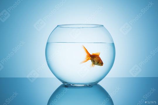 goldfish floats in a fishbowl  : Stock Photo or Stock Video Download rcfotostock photos, images and assets rcfotostock | RC Photo Stock.: