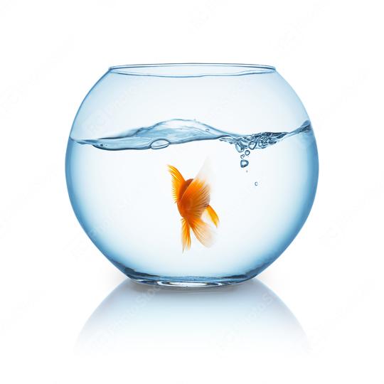 goldfish from behind in a fishbowl  : Stock Photo or Stock Video Download rcfotostock photos, images and assets rcfotostock | RC Photo Stock.: