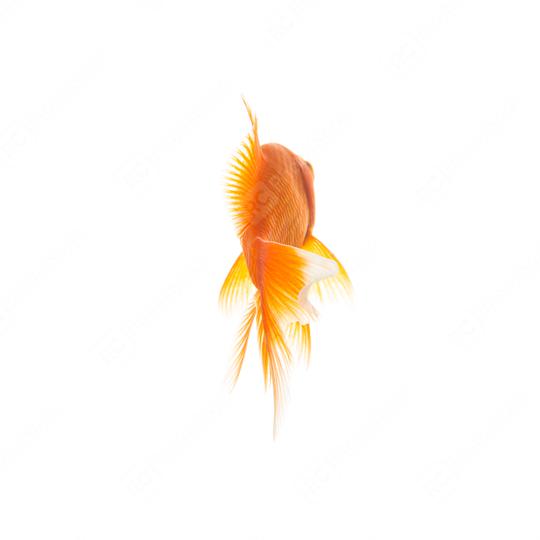 Goldfish from the rear  : Stock Photo or Stock Video Download rcfotostock photos, images and assets rcfotostock | RC Photo Stock.: