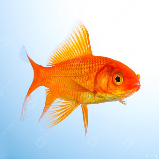Goldfish in a aquarium  : Stock Photo or Stock Video Download rcfotostock photos, images and assets rcfotostock | RC Photo Stock.: