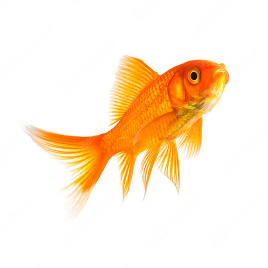 Goldfish in a aquarium  : Stock Photo or Stock Video Download rcfotostock photos, images and assets rcfotostock | RC Photo Stock.: