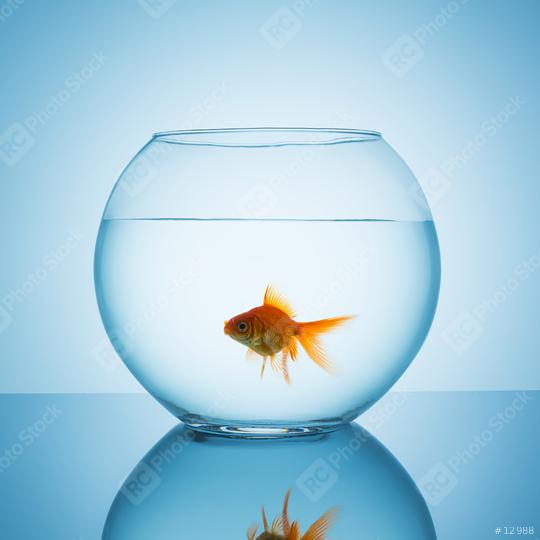 goldfish in a bowl glass  : Stock Photo or Stock Video Download rcfotostock photos, images and assets rcfotostock | RC Photo Stock.: