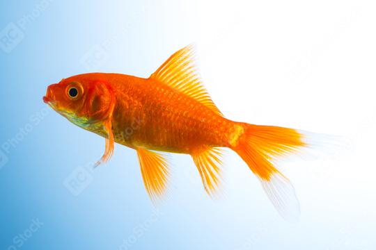 Goldfish in a fish tank  : Stock Photo or Stock Video Download rcfotostock photos, images and assets rcfotostock | RC Photo Stock.: