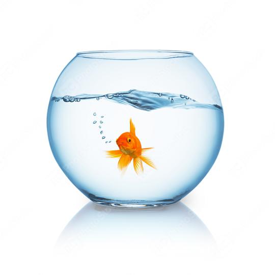 goldfish in a fishbowl   : Stock Photo or Stock Video Download rcfotostock photos, images and assets rcfotostock | RC Photo Stock.: