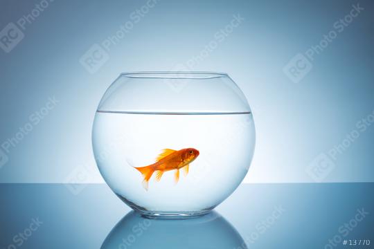 Goldfish in a fishbowl  : Stock Photo or Stock Video Download rcfotostock photos, images and assets rcfotostock | RC-Photo-Stock.:
