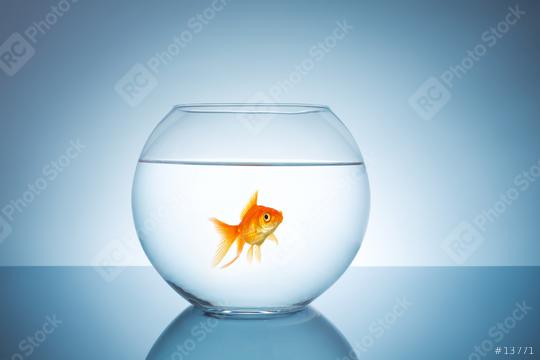 goldfish in a fishbowl  : Stock Photo or Stock Video Download rcfotostock photos, images and assets rcfotostock | RC-Photo-Stock.: