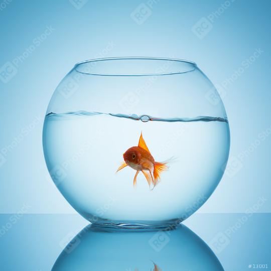 goldfish in a fishbowl with water  : Stock Photo or Stock Video Download rcfotostock photos, images and assets rcfotostock | RC Photo Stock.: