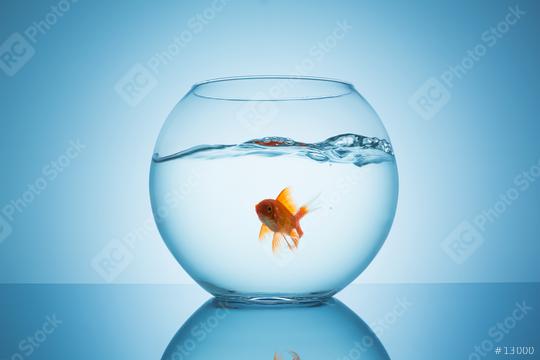 goldfish in a fishbowl with wavy water  : Stock Photo or Stock Video Download rcfotostock photos, images and assets rcfotostock | RC Photo Stock.: