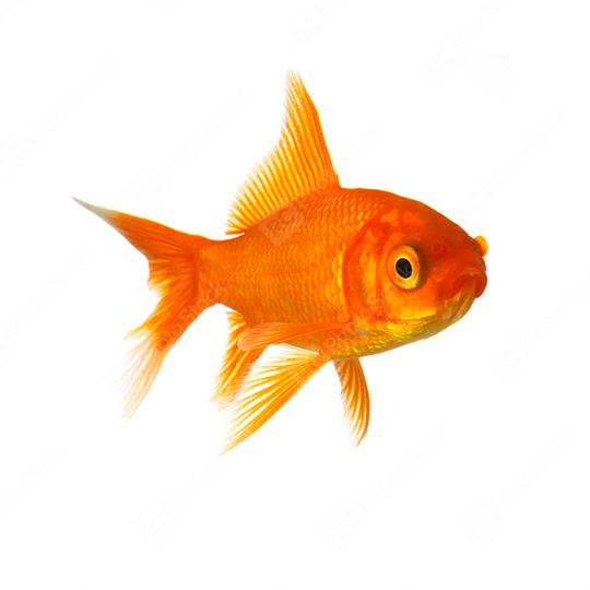 Goldfish in front of a white background  : Stock Photo or Stock Video Download rcfotostock photos, images and assets rcfotostock | RC Photo Stock.: