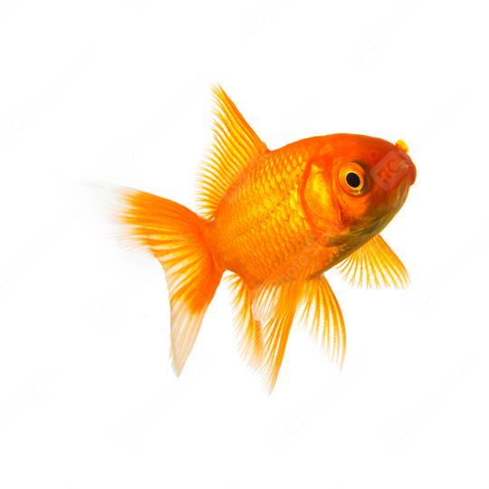 Goldfish in front of white  : Stock Photo or Stock Video Download rcfotostock photos, images and assets rcfotostock | RC Photo Stock.: