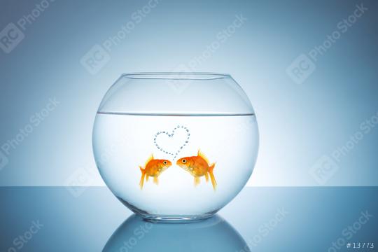 Goldfish in love  : Stock Photo or Stock Video Download rcfotostock photos, images and assets rcfotostock | RC Photo Stock.: