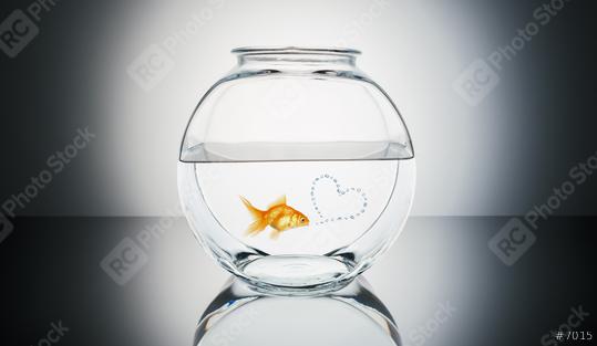 Goldfish in Love  : Stock Photo or Stock Video Download rcfotostock photos, images and assets rcfotostock | RC-Photo-Stock.: