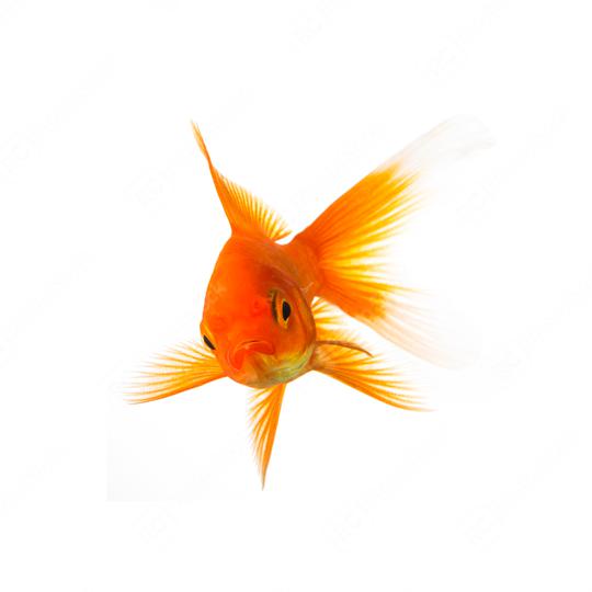 Goldfish is angry  : Stock Photo or Stock Video Download rcfotostock photos, images and assets rcfotostock | RC Photo Stock.: