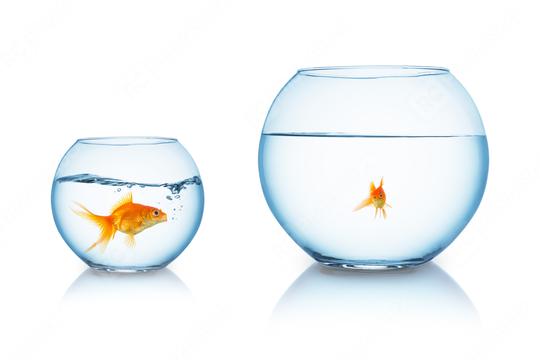 Goldfish is being bullied  : Stock Photo or Stock Video Download rcfotostock photos, images and assets rcfotostock | RC-Photo-Stock.: