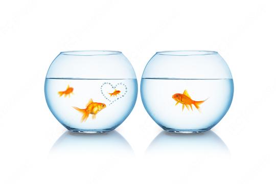 Goldfish is in love with another  : Stock Photo or Stock Video Download rcfotostock photos, images and assets rcfotostock | RC Photo Stock.: