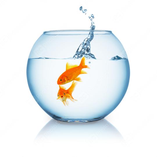 Goldfish is shocked from a jumping fish in a fishbowl  : Stock Photo or Stock Video Download rcfotostock photos, images and assets rcfotostock | RC Photo Stock.: