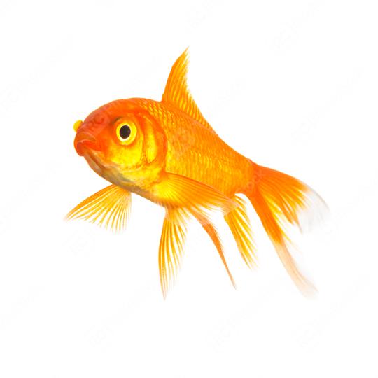 goldfish isolated  : Stock Photo or Stock Video Download rcfotostock photos, images and assets rcfotostock | RC Photo Stock.: