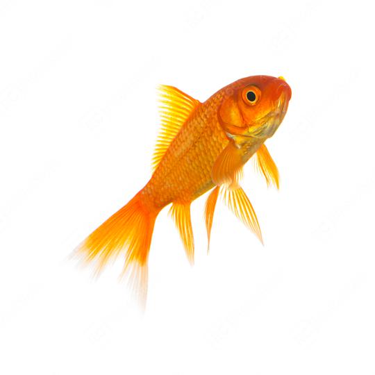 goldfish isolated on white  : Stock Photo or Stock Video Download rcfotostock photos, images and assets rcfotostock | RC Photo Stock.: