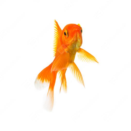 Goldfish isolated on white  : Stock Photo or Stock Video Download rcfotostock photos, images and assets rcfotostock | RC Photo Stock.: