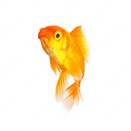 Goldfish isolated on white background  : Stock Photo or Stock Video Download rcfotostock photos, images and assets rcfotostock | RC Photo Stock.: