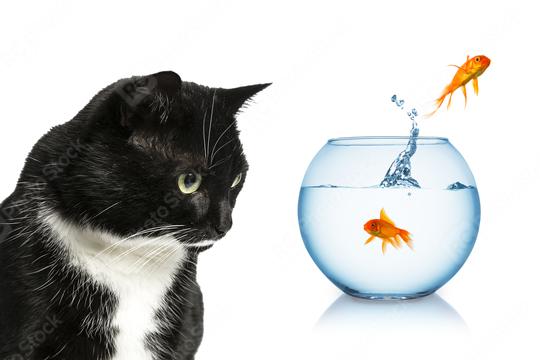 goldfish jumping away in front of a cat Stock Photo and Buy images at  rcfotostock this photo and find more royalty-free stock photos from  rclassenlayouts or rclassen stockfotos kaufen, images, illustrations and