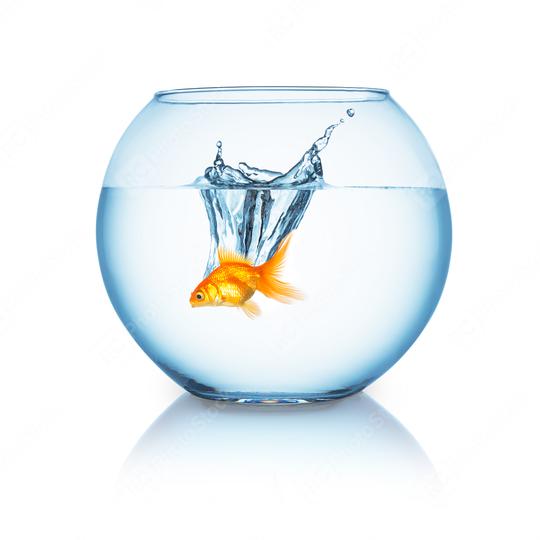 goldfish jumps in a fishbowl  : Stock Photo or Stock Video Download rcfotostock photos, images and assets rcfotostock | RC Photo Stock.: