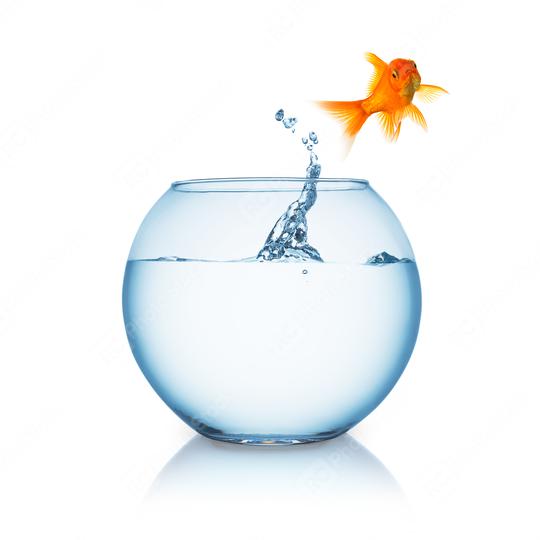 goldfish jumps out of a fishbowl  : Stock Photo or Stock Video Download rcfotostock photos, images and assets rcfotostock | RC-Photo-Stock.: