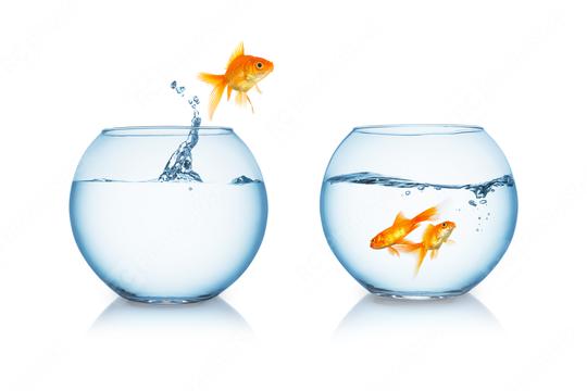 goldfish jumps to his friends  : Stock Photo or Stock Video Download rcfotostock photos, images and assets rcfotostock | RC Photo Stock.: