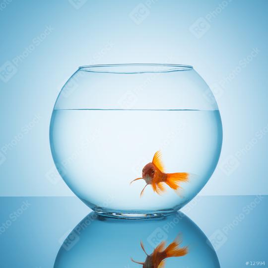 Goldfish looks amazed in a fishbowl  : Stock Photo or Stock Video Download rcfotostock photos, images and assets rcfotostock | RC Photo Stock.: