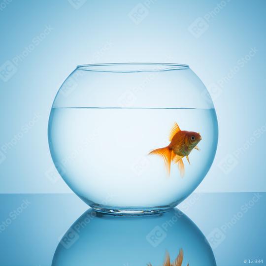 goldfish looks interested in a fishbowl  : Stock Photo or Stock Video Download rcfotostock photos, images and assets rcfotostock | RC Photo Stock.: