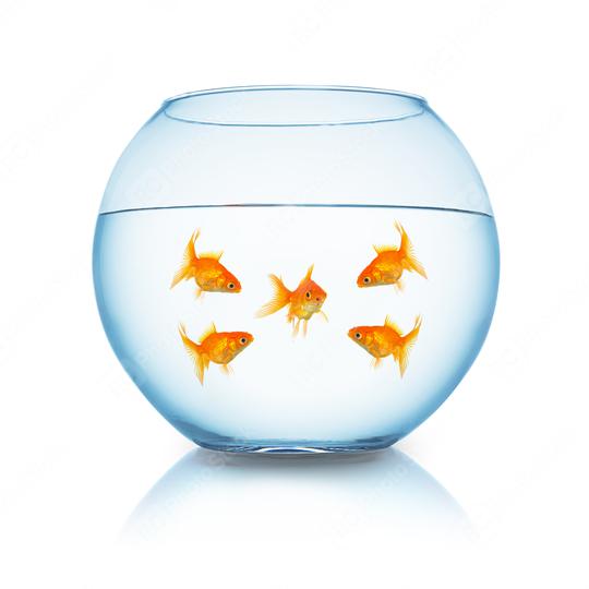 goldfish mobbing in a fishbowl  : Stock Photo or Stock Video Download rcfotostock photos, images and assets rcfotostock | RC Photo Stock.: