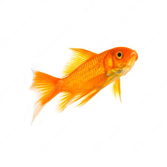 Goldfish of a white background  : Stock Photo or Stock Video Download rcfotostock photos, images and assets rcfotostock | RC Photo Stock.: