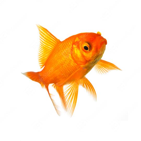 Goldfish on white  : Stock Photo or Stock Video Download rcfotostock photos, images and assets rcfotostock | RC Photo Stock.:
