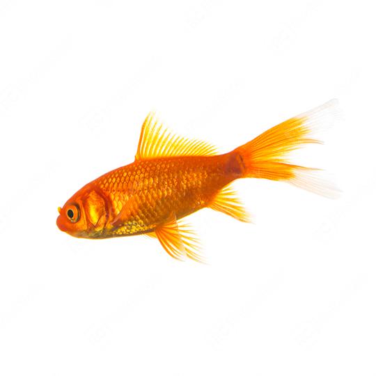 Goldfish on white background  : Stock Photo or Stock Video Download rcfotostock photos, images and assets rcfotostock | RC Photo Stock.: